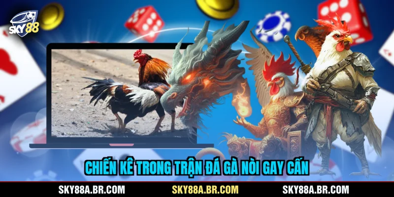 Chiến kê trong trận đá gà nòi gay cấn