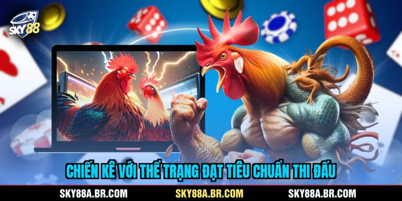 Chiến kê với thể trạng đạt tiêu chuẩn thi đấu